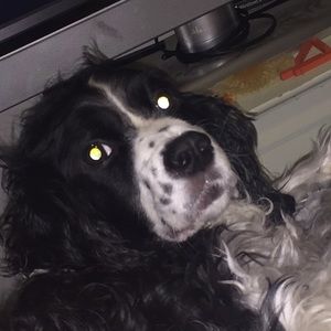 Meet your Posher, Isabella